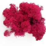 Licheni Canopy HotPink 200g