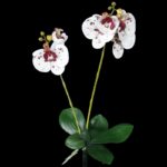 Orhidee artificiala x2 flori ALB-BURGUNDY h50cm