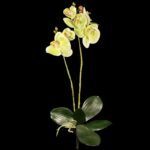 Orhidee artificiala x2 flori VERDE h50cm