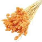 Phalaris piersica set