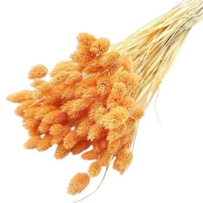 Phalaris piersica set