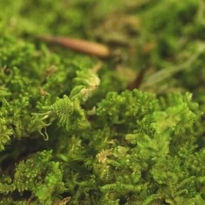 Muschi stabilizat plat RockyMoss 200g-400g - imagine 2