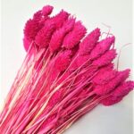 Phalaris Fucsia set set 50cm