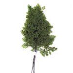 Feriga stabilizata Lutti verde 30cm