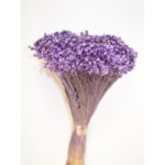 Glixia Marcela Mov 75g