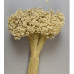 Glixia Marcela Alb natur