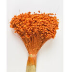 Glixia Marcela oranj