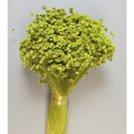 Glixia Marcela Verde deschis