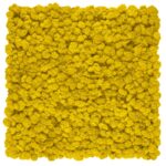 Panou licheni conservați premium Yellow Limone