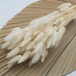 Lagurus ivory set 70cm