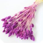 Phalaris violet set 80g