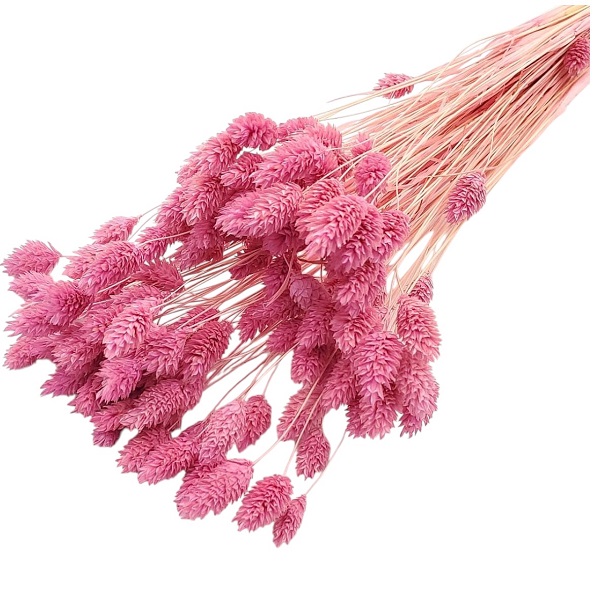 Phalaris Lila set Phalaris Lila set