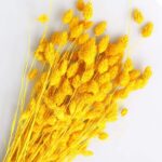 Phalaris galben set 80g
