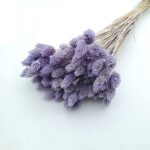 Phalaris lavanda set 80g