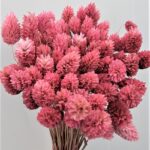 Phalaris roz antic set 50cm