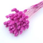 Phalaris violet set 80g