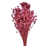 Planta de In roz antic 60cm