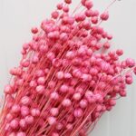 Planta de In roz set 50cm