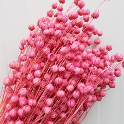 Planta de In roz set 50cm