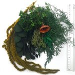 Set plante conservate si uscate Mini Green Pack