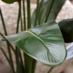 Palmier artificial premium M130 - imagine 2