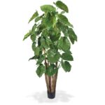 Alocasia Calidora premium gigant 210cm