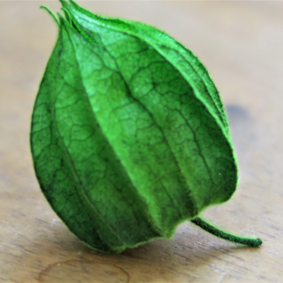 Floare conservata Physalis verde set 30 buc - imagine 2