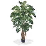 Monstera premium gigant 210cm