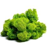 Licheni Canopy GreenApple 200g