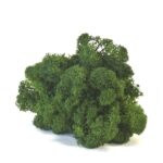 Licheni Canopy GreenBroccoli 200g
