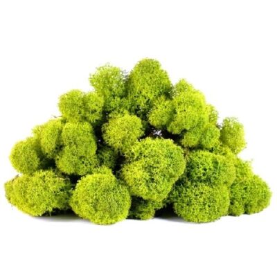 Licheni Canopy GreenLime 200g