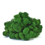 Licheni Canopy GreenGrass 200g