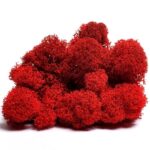 Licheni premium RedApple 500g