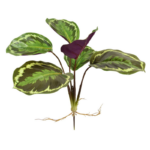 Planta artificiala Calathea Ornata h25cm