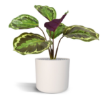 Planta artificiala Calathea Ornata h25cm - imagine 2