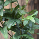 Iedera artificiala stelata creanga 55cm - imagine 2