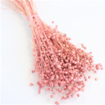 Planta de In roz pastel