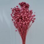 Planta de In roz antic 60cm