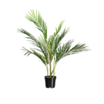 Areca palmier in ghiveci 70cm