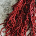 Amaranthus prep. Rosu inchis set 200g