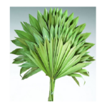 Frunze palmier Verde deschis soare