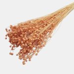 Planta de In piersica 50cm