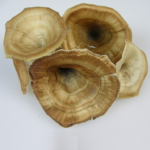 Ciuperci uscate decorative natur