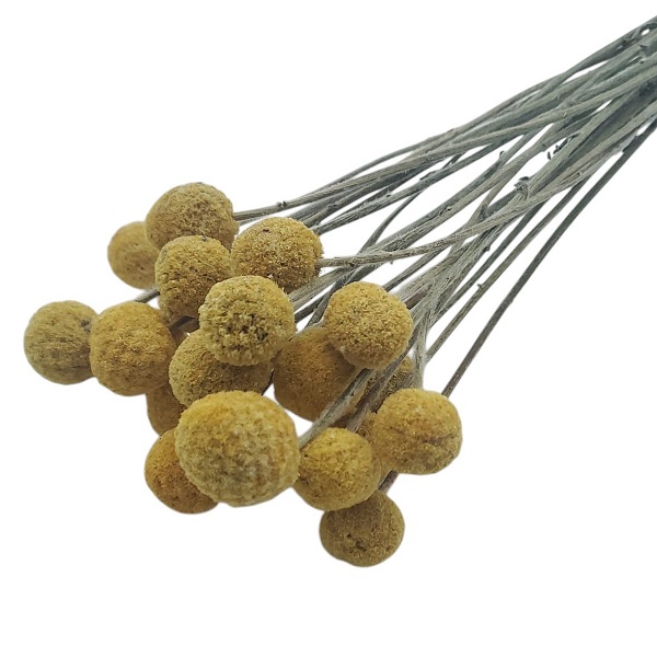 Flori uscate Craspedia Galben natur x20 Flori uscate Craspedia Galben natur x20