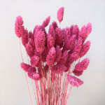 Phalaris magenta set 80g