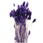 Phalaris indigo set 80g