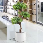 Bonsai artificial Ginko 150cm - imagine 2