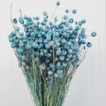 Planta de In albastru azur 50cm