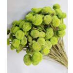 Flori uscate Nasturel Verde Mar 50cm