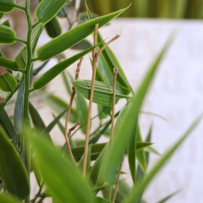 Bambus artificial UV H90 - imagine 3